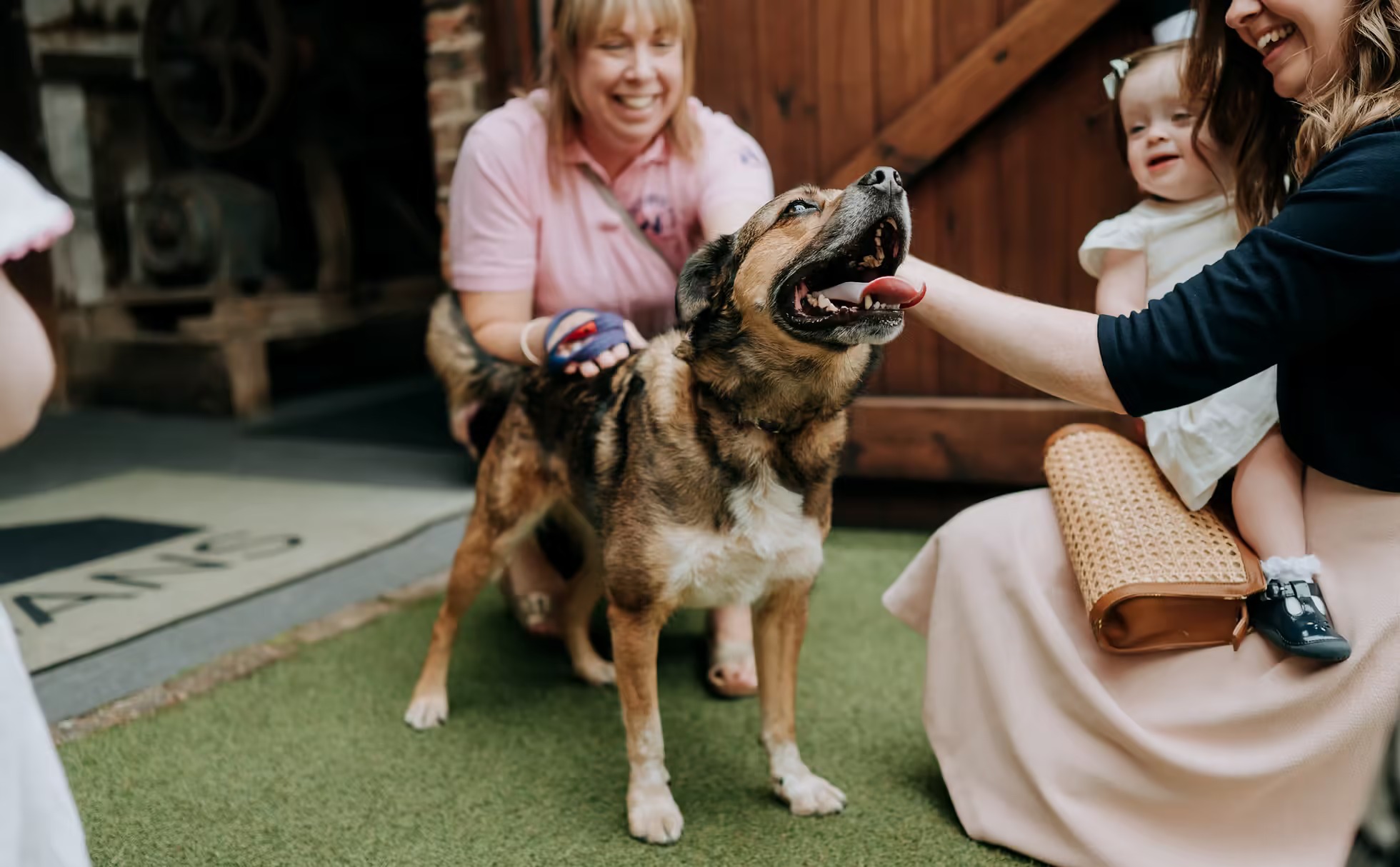 Wedding guests greeting dog at The Normans wedding venue